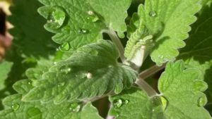 leaf
