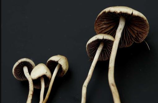 magic mushrooms