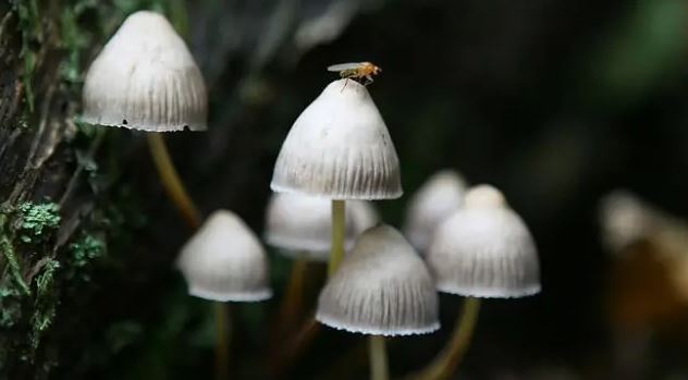 psilocybes