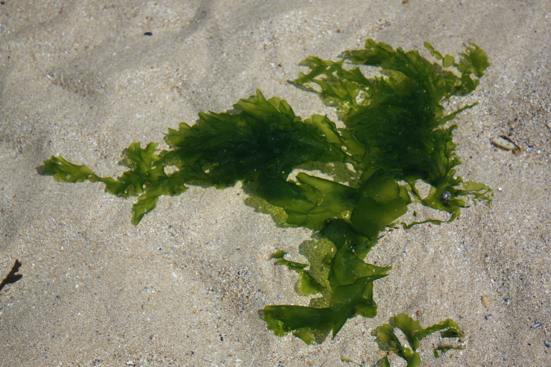 seaweed 